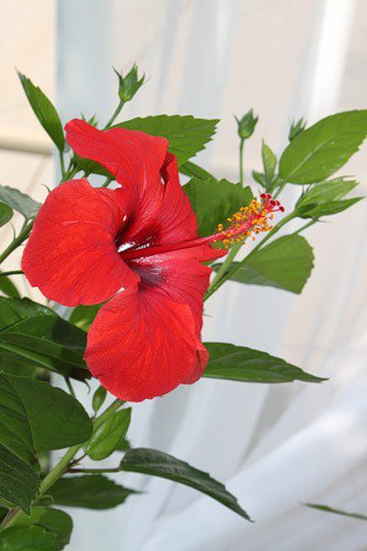 гибискус - гибискус, цветы - оригинал