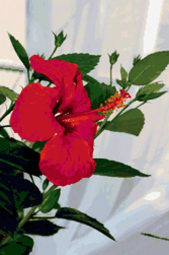 гибискус - цветы, гибискус - предпросмотр