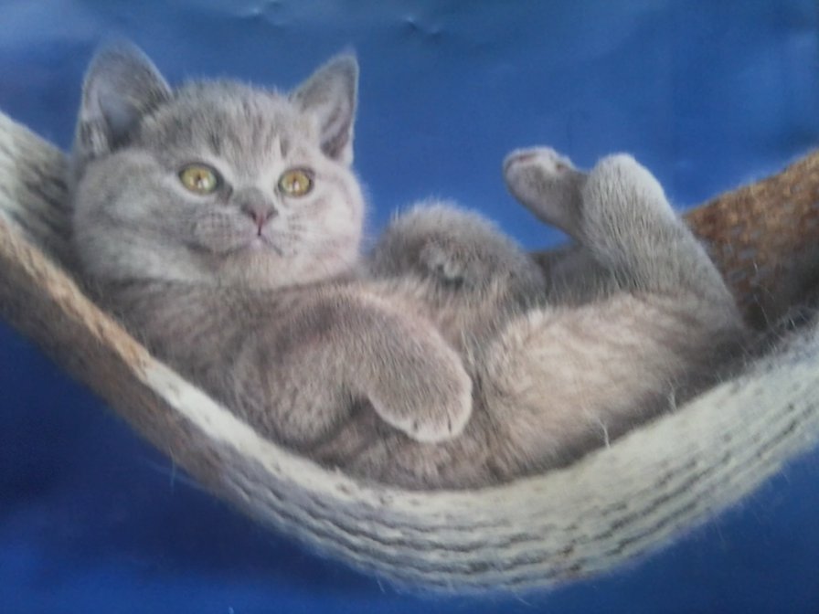 котик - животные, котенок - оригинал