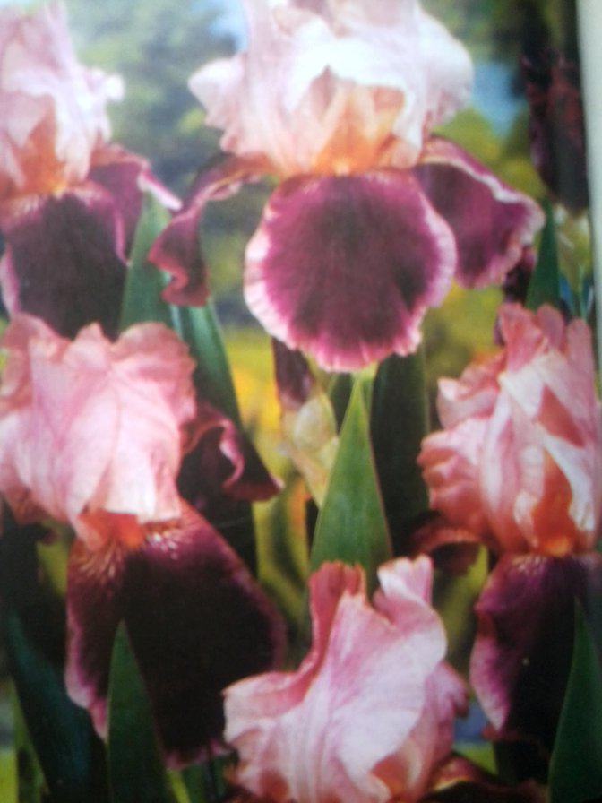 ирисы - цветок, растение - оригинал