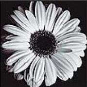 триптих цветы 3 - триптих - оригинал