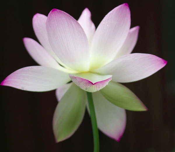 Цветок лотоса - природа - оригинал