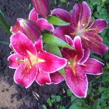 Схема вышивки «Лилии»