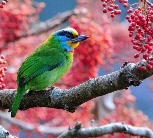 рябина и птица - оригинал