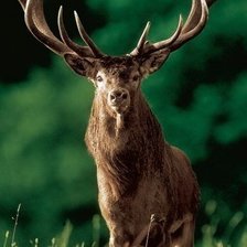 Схема вышивки «Олень»