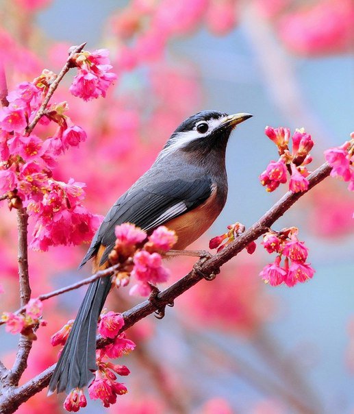 птичка на ветке - оригинал