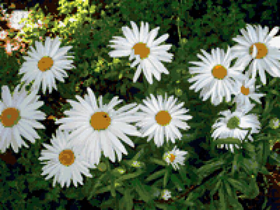 ромашки - цветы, ромашки - предпросмотр