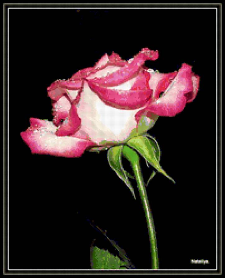 роза - цветок, роза, цветы, розы, капли - предпросмотр