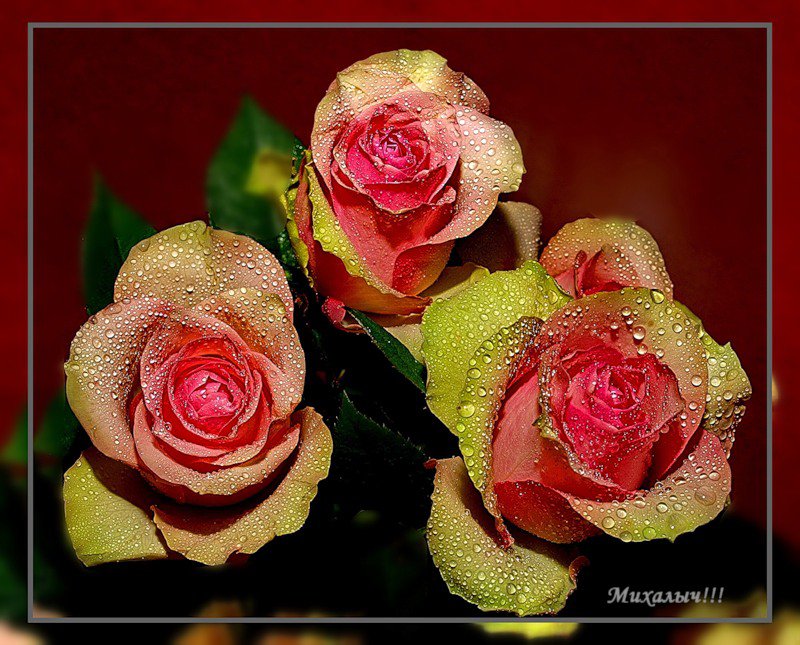 розы - цветы, капли, букет, розы - оригинал