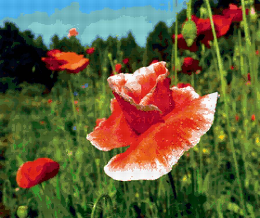 маки - маки, пейзаж, цветы - предпросмотр