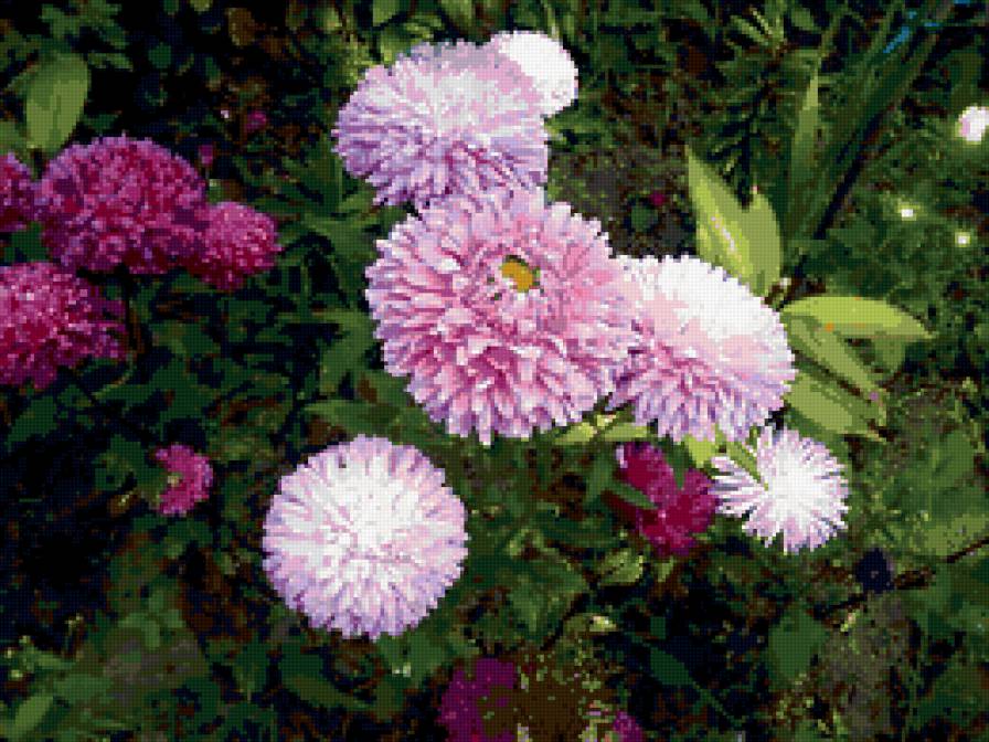 астры - цветы, астры - предпросмотр