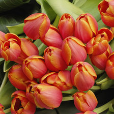 Схема вышивки «№331017»