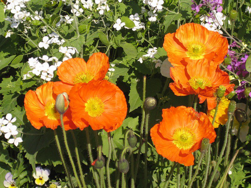 №331026 - цветы - оригинал