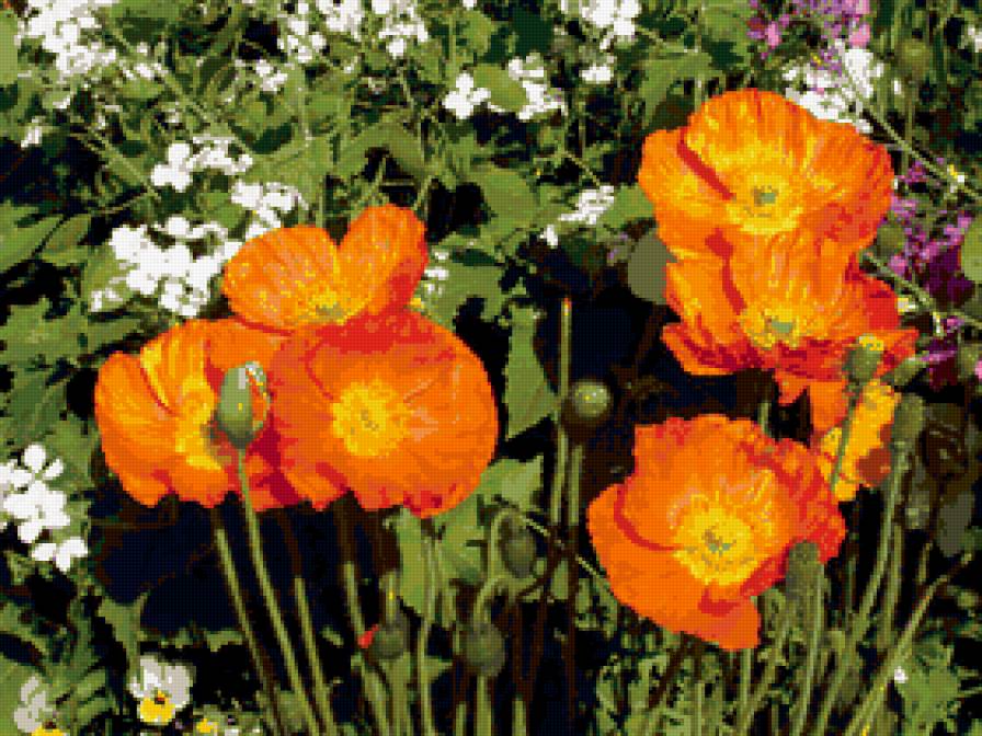 №331026 - цветы - предпросмотр