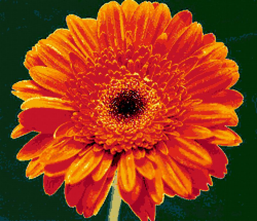 гербера - цветы, герберы, цветок - предпросмотр