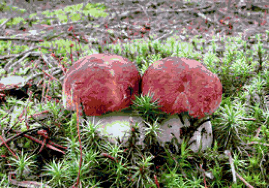 крепыши - природа, грибы - предпросмотр