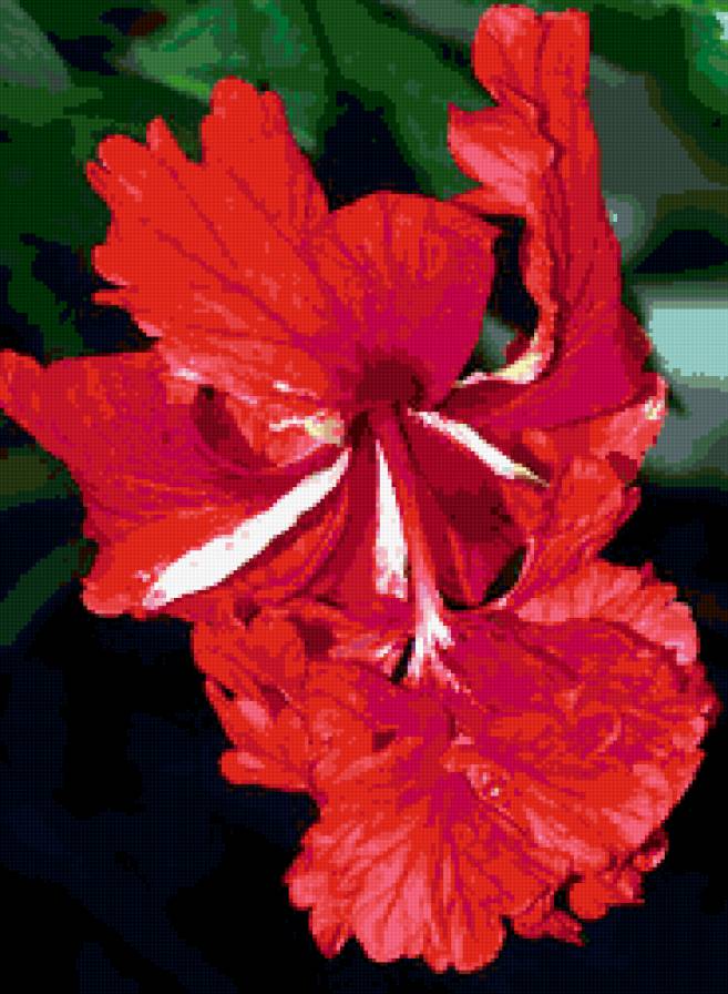 гибискус - гибискус, цветы - предпросмотр