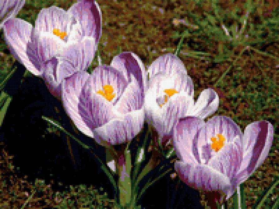 крокусы - крокусы, весна, цветы - предпросмотр