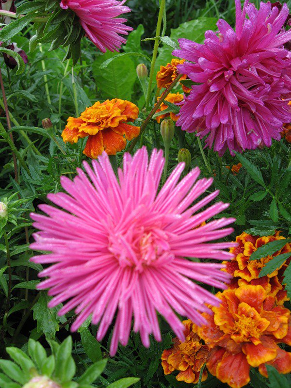 №331057 - цветы - оригинал