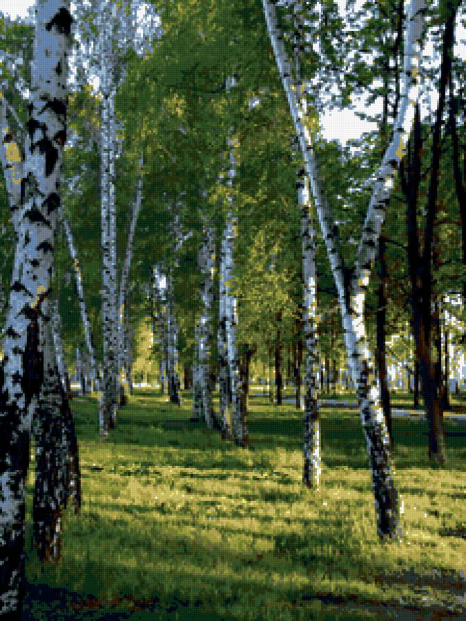 березы - пейзаж, деревья, березы, природа - предпросмотр