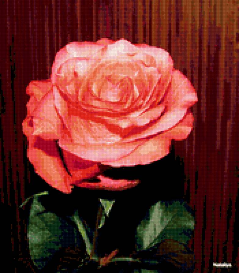 роза - цветы, розы, роза, цветок - предпросмотр