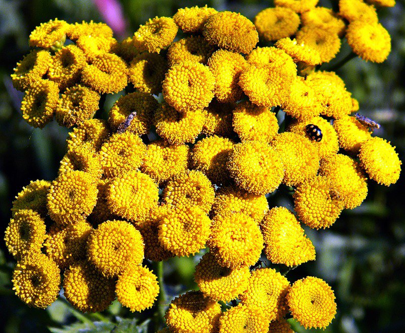 пижма - цветы, насекомые - оригинал