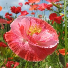 Схема вышивки «маки»