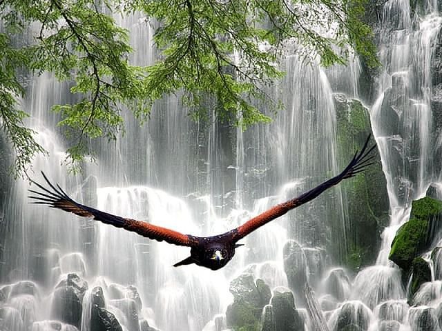 №331092 - водопад, природа, пейзаж, птица - оригинал