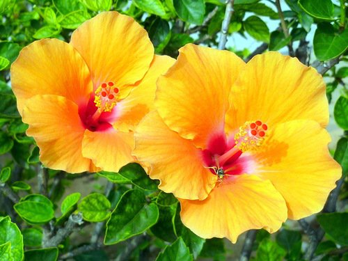 гибискус - гибискус, цветы - оригинал