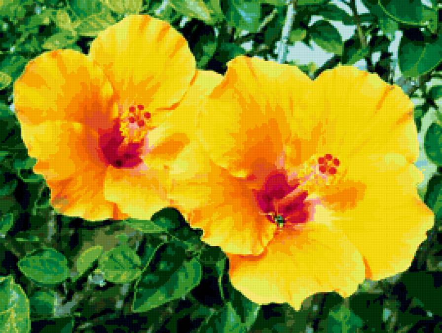 гибискус - гибискус, цветы - предпросмотр