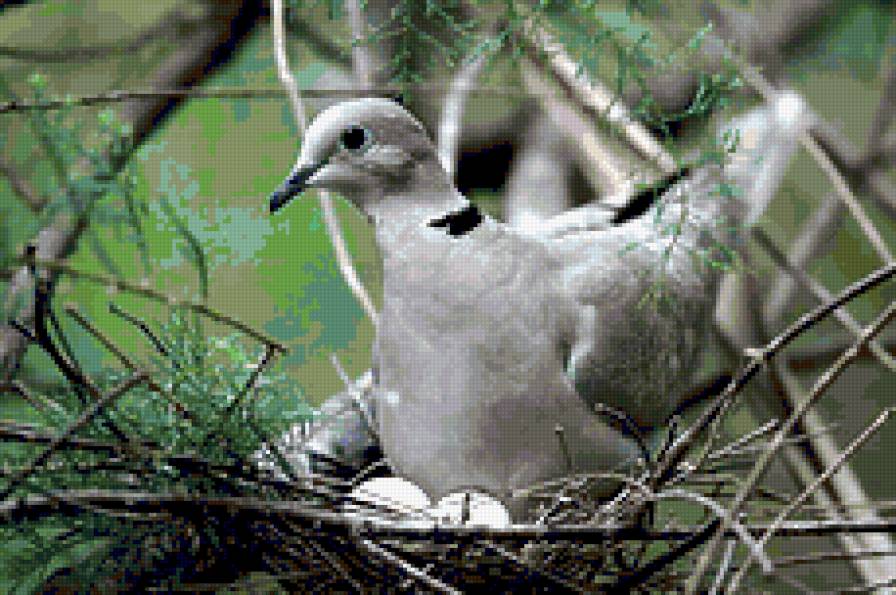 птицы - предпросмотр