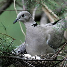 Схема вышивки «птицы»