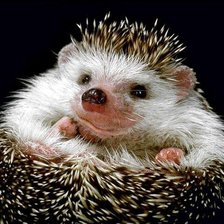 Схема вышивки «№331219»