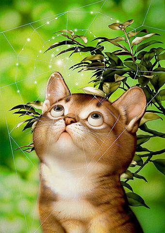 Макото Мураматсу 27 - лапушка, кот, паутина, котенок, милашка - оригинал