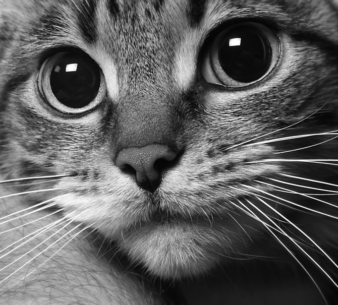 котик - черно белое фото, взгляд, кошки, животные - оригинал