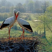 Схема вышивки «птицы»