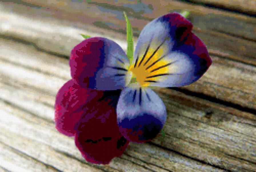 Анютины глазки - натюрмотр, цветы - предпросмотр