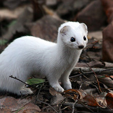 Схема вышивки «животные»