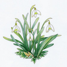 Схема вышивки «подснежники»