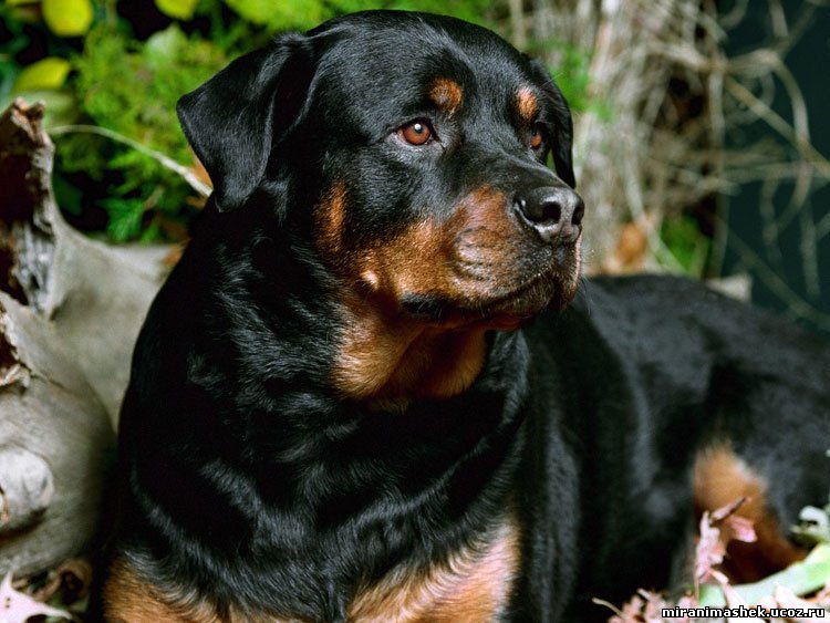 Ротвейлер - оригинал