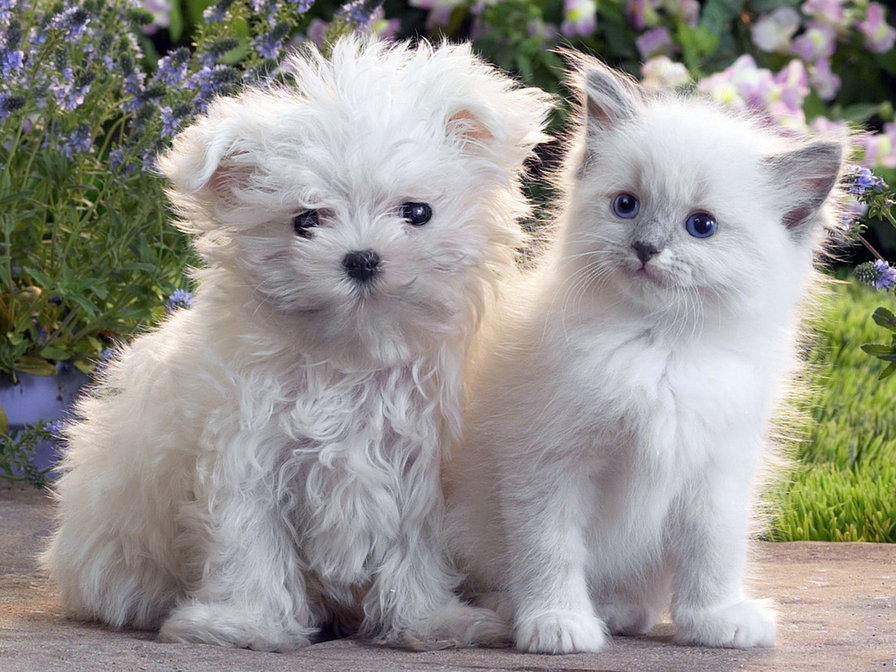 №331513 - оригинал