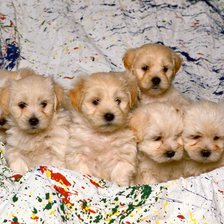 Схема вышивки «№331521»