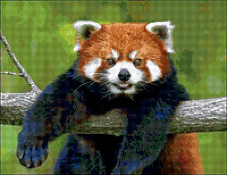 красный панда 1 - животные - предпросмотр