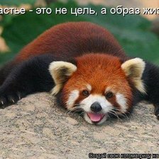 Схема вышивки «красный панда»