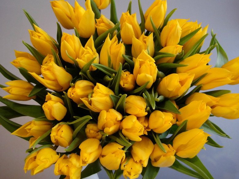 Тюльпаны желтые - букет, цветы, тюльпаны - оригинал