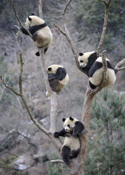 панды на дереве - оригинал