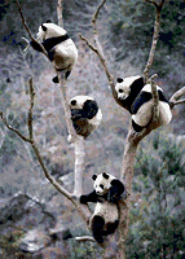 панды на дереве - предпросмотр