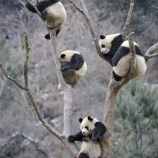 Схема вышивки «панды на дереве»