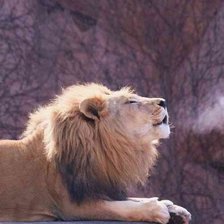 Схема вышивки «лев»