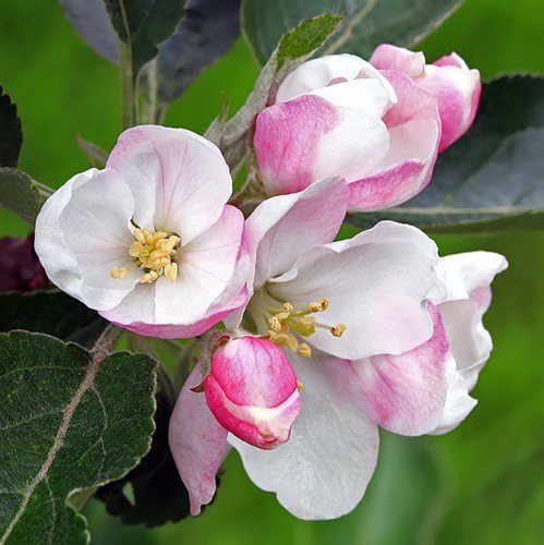 цвет яблони - оригинал